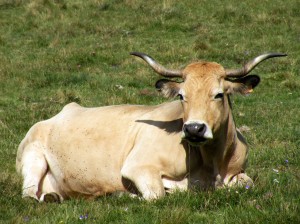 Terre de Peyre - Vache aubrac